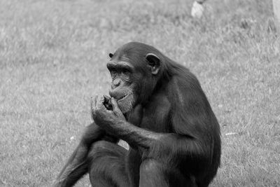 Monkey sitting on rock