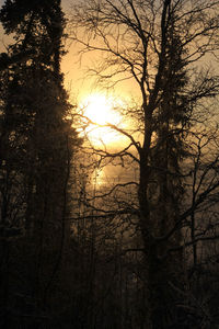 Low angle view of silhouette trees against sky at sunset