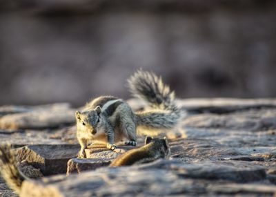 Close-up of squirrel