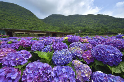 Close-up of purple flowering plants