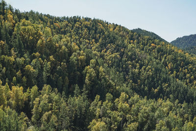 Green dense autumn coniferous forest in mountains, firs and pines textured natural backround