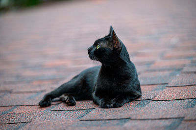 Black cat looking away on street
