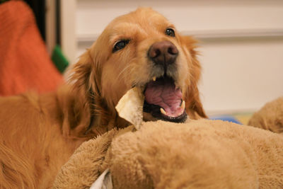 Close-up portrait of dog relaxing at home