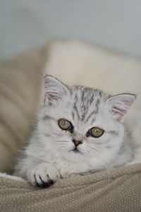 Close-up portrait of cat