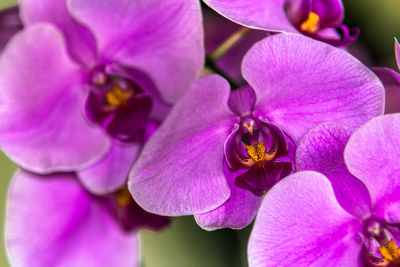 Close-up of pink flowers blooming outdoors