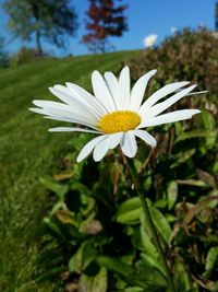 Close-up of white daisy blooming outdoors