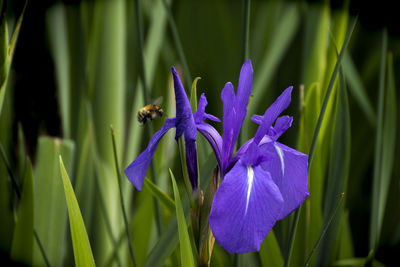 Close-up of purple iris flower