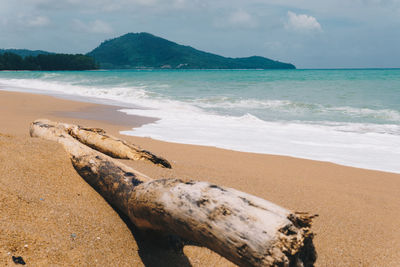 Driftwood on beach against sky