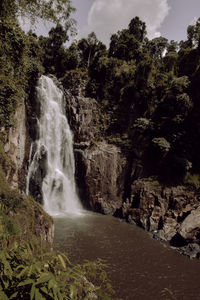 Scenic view of waterfall in forest