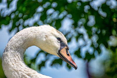 Close-up of swan