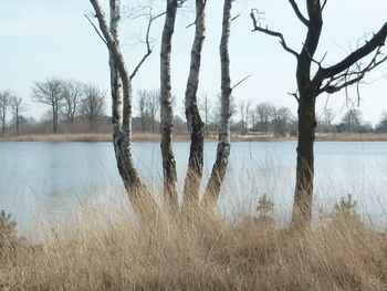 Bare trees by lake against sky