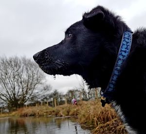 Close-up of dog by water against sky
