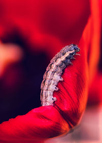 Close-up of red leaf
