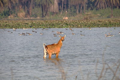 Horse in a lake