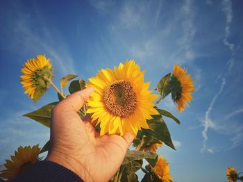 Close-up of hand holding sunflower against blue sky