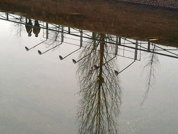 Reflection of trees in water