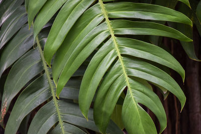 Nature on green color. monstera leaf.