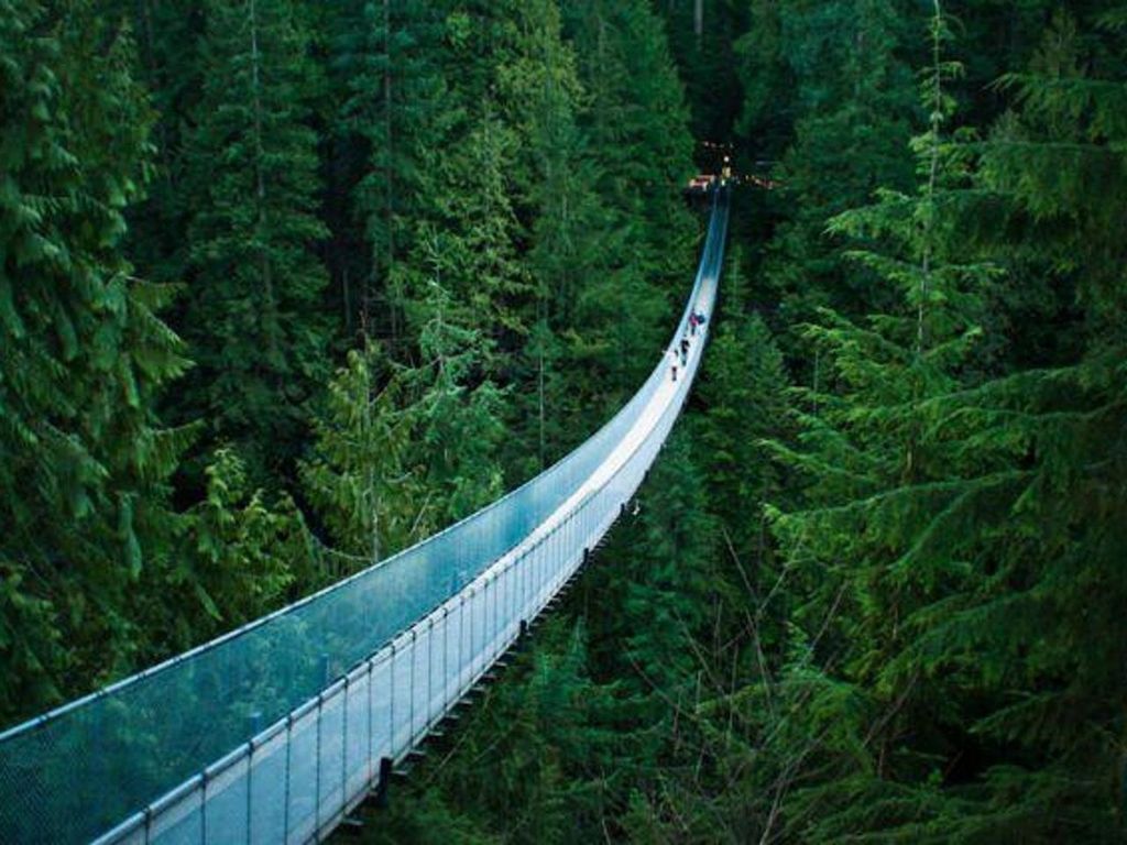 tree, green color, growth, lush foliage, plant, forest, nature, tranquility, railing, grass, green, beauty in nature, tranquil scene, connection, high angle view, footbridge, bridge - man made structure, outdoors, no people, scenics