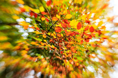 Close-up of orange tree