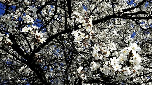 Low angle view of cherry blossoms