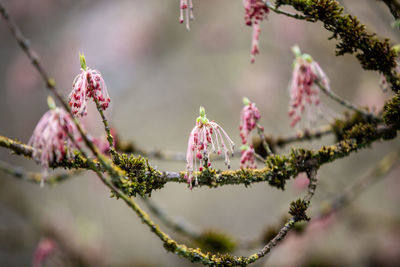 Close-up of pink cherry blossom tree