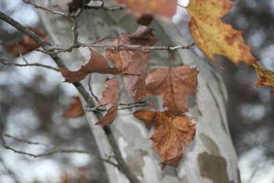 Close-up of dry maple leaves on tree