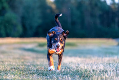 Dog running on field