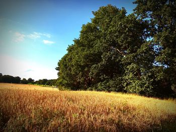 Scenic view of field against cloudy sky