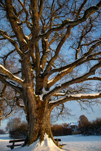 Bare trees on snow covered land