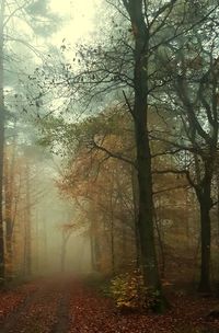 Trees in forest during autumn