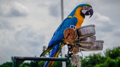 Two birds perching on metal