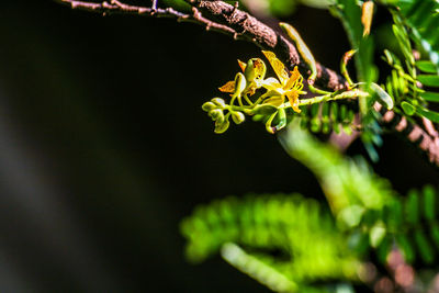 Close-up of lizard on plant