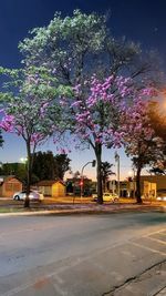 Pink cherry blossom on road in city