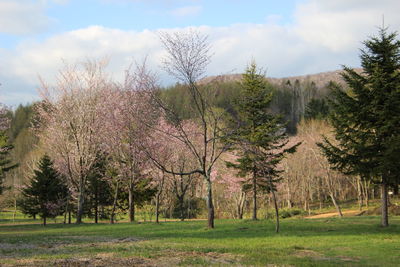 Trees on field against sky