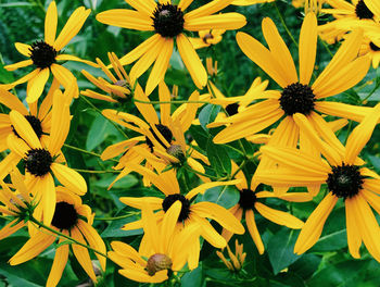 Close-up of yellow flowering plant