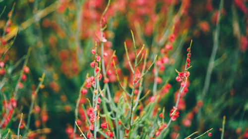 Close-up of red flowering plants on land