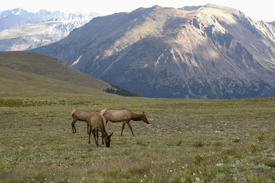 Beautiful rocky mountains and elks 