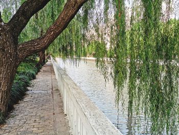 Footpath amidst trees and plants