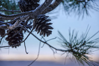 Close-up of pine cone on tree during winter