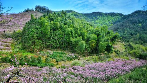 Scenic view of landscape