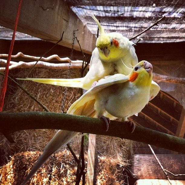 bird, animal themes, parrot, one animal, indoors, perching, animals in the wild, cage, yellow, wildlife, animals in captivity, close-up, food, food and drink, fruit, no people, focus on foreground, railing, day, full length