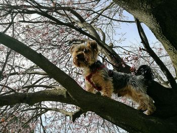 Low angle view of dog on tree against sky