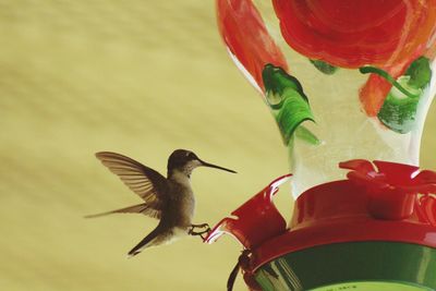 Close-up of bird perching on feeder