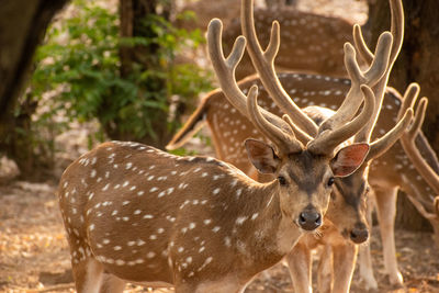 Close-up of deer