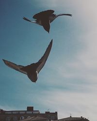 Low angle view of birds flying in sky