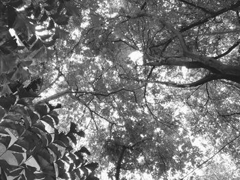 Low angle view of trees in forest