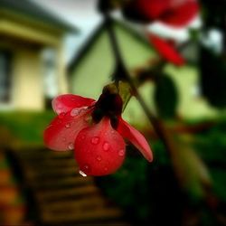 Close-up of red flower