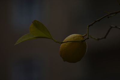 Close-up of fruit growing on tree