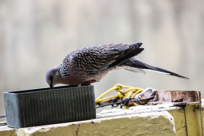 Close-up of bird perching on wood