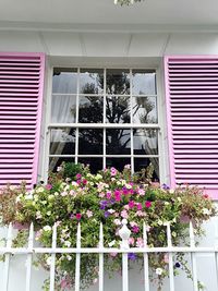 Flower plants outside house